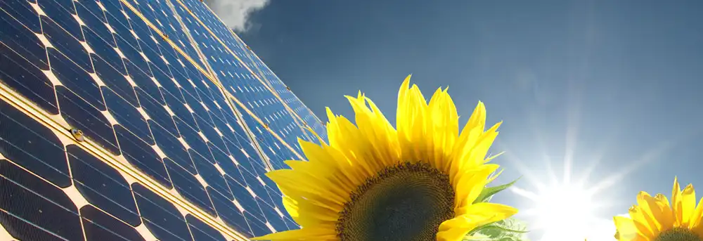 samlex_europe_girasoli